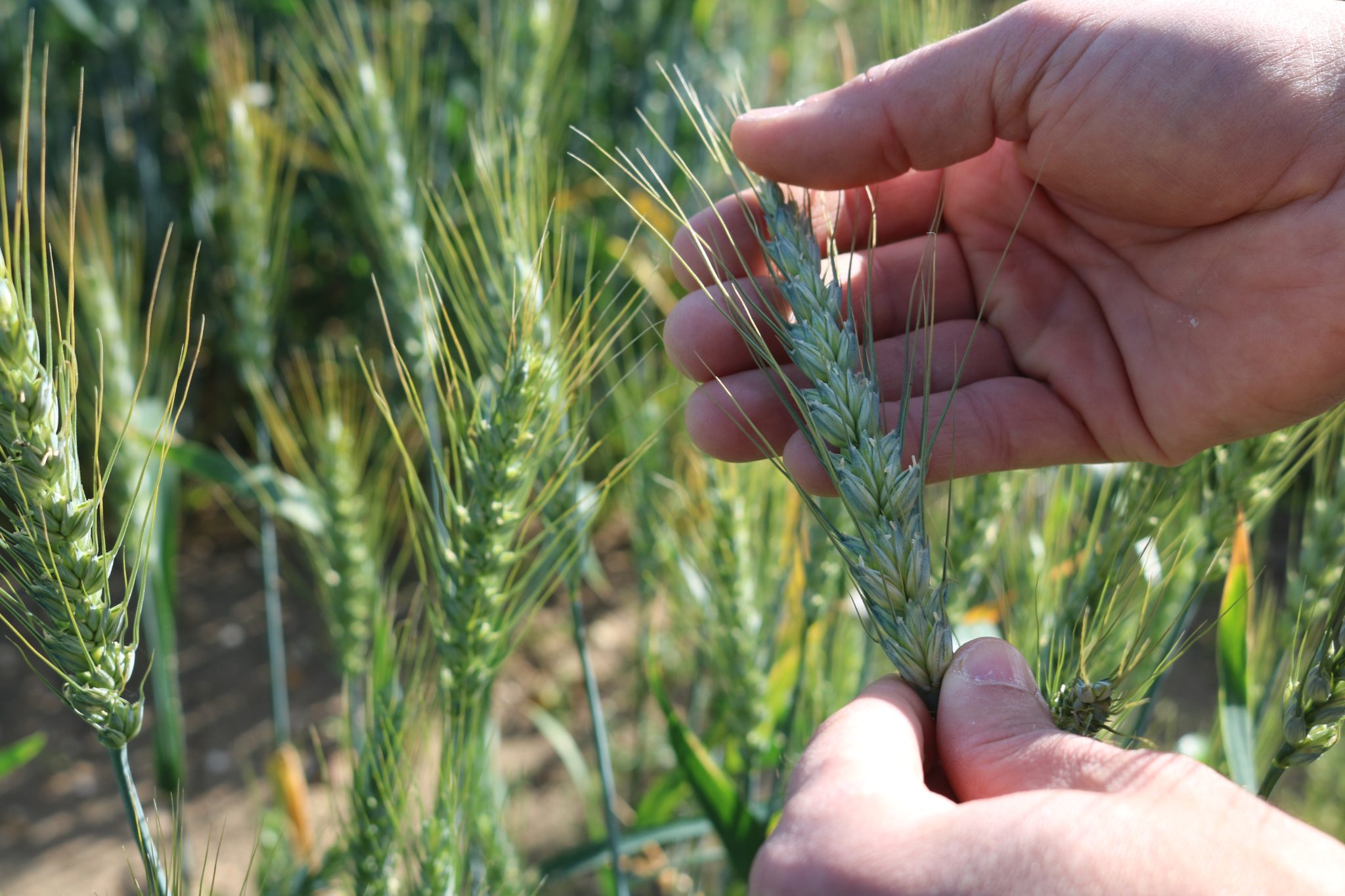 Gene-edited cereals project England